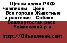 Щенки хаски РКФ чемпионы › Цена ­ 90 000 - Все города Животные и растения » Собаки   . Башкортостан респ.,Баймакский р-н